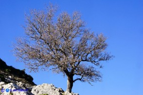 Acer monspessulanum subsp. monspessulanum (Acero minore o trilobo) in veste invernale