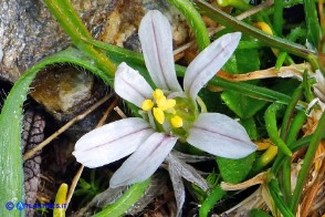 Allium chamaemoly subsp. chamaemoly (Aglio minuscolo)