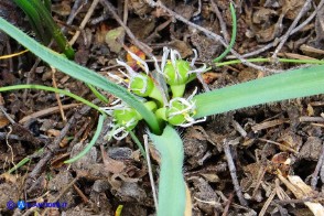 Allium chamaemoly subsp. chamaemoly (Aglio minuscolo)