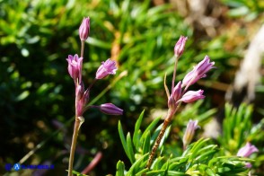 Allium parciflorum (Aglio paucifloro)
