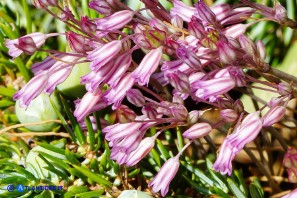 Allium parciflorum (Aglio paucifloro)