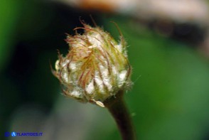 Anemone palmata: gli acheni in fase di maturazione
