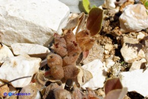 Tripodion tetraphyllum (Vulneraria annuale:): i frutti