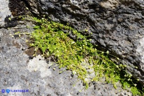 Arenaria balearica (Arenaria delle Baleari) in fase di fruttificazione e naturale disseccamento