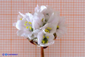Armeria morisii (Spillone di Moris): esemplare a fiori bianchi