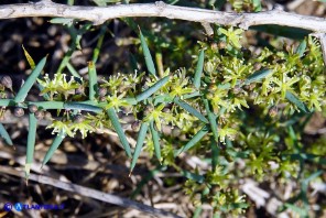 Asparagus horridus (Asparago spinoso)