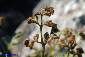 Asplenium ruta-muraria subsp. ruta-muraria (Asplenio ruta muraria)