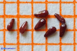 Bellium bellidioides (Pratolina spatolata): i semi