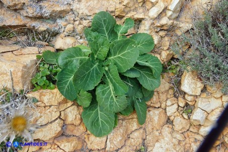Brassica insularis (Cavolo di Sardegna): l'aspetto delle giovani piante ricorda le comuni varietà coltivate