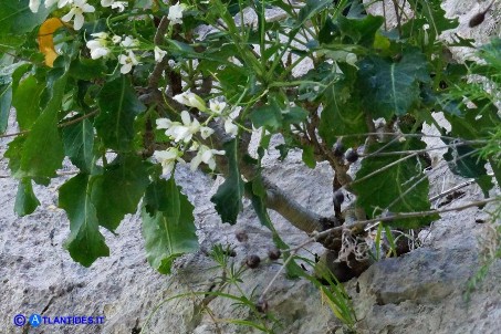 Brassica insularis (Cavolo di Sardegna): tra le foglie si intravede il robusto tronco legnoso