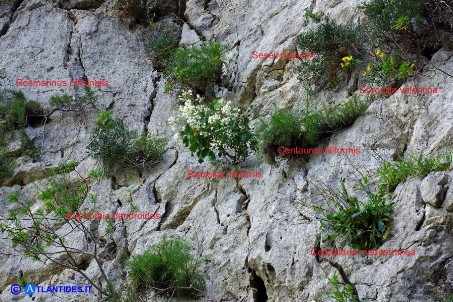 Brassica insularis (Cavolo di Sardegna) e, tutt'intorno, Rosmarinus officinalis, Seseli praecox, Coronilla valentina, Centaurea filiformis, Euphorbia dendroides, Cephalaria mediterranea