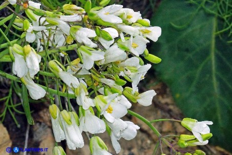 Brassica insularis (Cavolo di Sardegna): la fioritura è abbondante e, malgrado il colore bianco, piuttosto appariscente