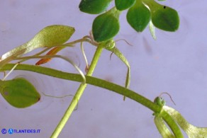 Callitriche obtusangula (Gamberaia ad angoli ottusi): due frutti e uno stame con antera
