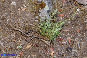 Centaurea magistrorum (Fiordaliso dei maestri)