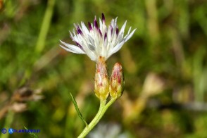 Centaurea magistrorum (Fiordaliso dei maestri)