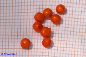Chamaeiris foetidissima (Giaggiolo puzzolente): i semi