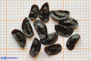 Charybdis numidica (Scilla numidica) i  semi alati