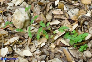 Clinopodium vulgare subsp. arundanum (Clinopodio dei boschi)