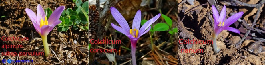Confronto visivo tra Colchicum alpinum subsp. parvulum, Colchicum corsicum e Colchicum nanum