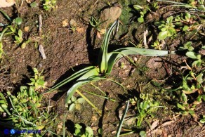 Colchicum alpinum subsp. parvulum (Colchico alpino minore)
