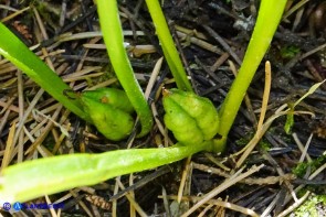 Colchicum corsicum (Colchico di Corsica): le foglie e il frutto