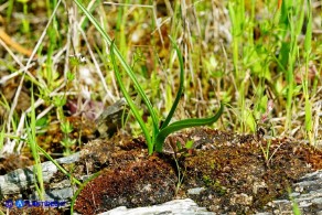 Colchicum gonarei (Colchico di Monte Gonare): piante con le foglie