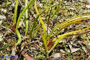 Colchicum gonarei (Colchico di Monte Gonare): piante con i frutti
