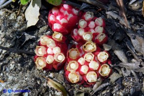 Cytinus ruber (Cytinus hypocistis ssp. clusii) Ipocisto rosso