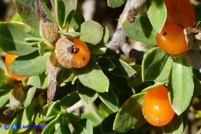 Daphne oleoides subsp. sardoa (Dafne spatolata della Sardegna)