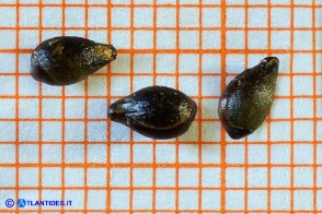 Daphne oleoides subsp. sardoa (Dafne spatolata della Sardegna): i semi