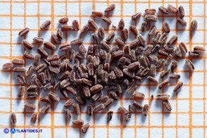 Digitalis purpurea (Digitale rossa): i semi