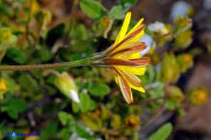 Gelasia callosa (Scorzonera di Sardegna)