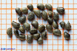 Glaucium flavum (Papavero cornuto giallo): i semi
