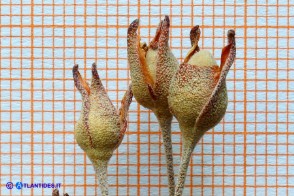 Halimium halimifolium subsp. halimifolium (Cisto giallo): calici e capsule mature
