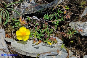 Helianthemum croceum (Eliantemo giallo zafferano)