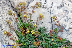 Helianthemum oelandicum subsp. allionii (Eliantemo di Allioni)