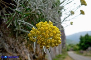 Helichrysum saxatile subsp. saxatile (Elicriso sardo)