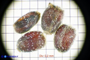 Helichrysum saxatile subsp. saxatile (Elicriso sardo): gli acheni