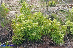 Helleborus lividus subsp. corsicus (Elleboro di Corsica)