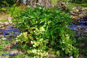 Helleborus lividus subsp. corsicus (Elleboro di Corsica)