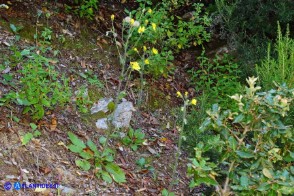 Hieracium  racemosum subsp. oliastrae (Sparviere d'Ogliastra)