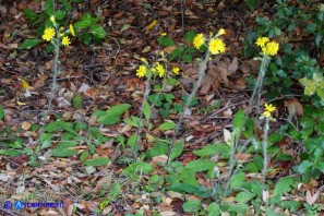 Hieracium  racemosum subsp. oliastrae (Sparviere d'Ogliastra)