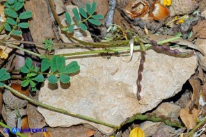 Hippocrepis comosa subsp. comosa (Sferracavallo comune): i legumi