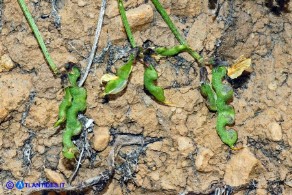 Hippocrepis comosa subsp. comosa (Sferracavallo comune): i legumi