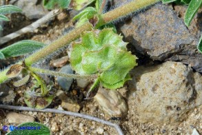 Hymenocarpos circinnatus (Cornicina cerchiata): i legumi