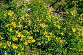 Hypericum hircinum subsp. hircinum (Iperico caprino)