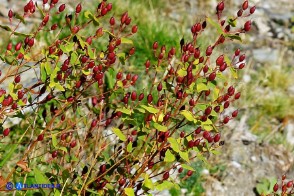 Hypericum hircinum subsp. hircinum (Iperico caprino): i frutti