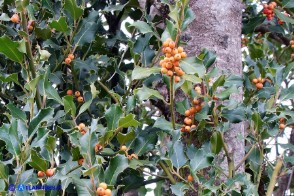 Ilex aquifolium var. chrysocarpa (Agrifoglio a frutto dorato)