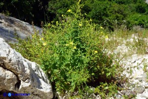 Lactuca longidentata (Lattuga del Montalbo)