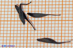 Lactuca longidentata (Lattuga del Montalbo): gli acheni su carta millimetrata